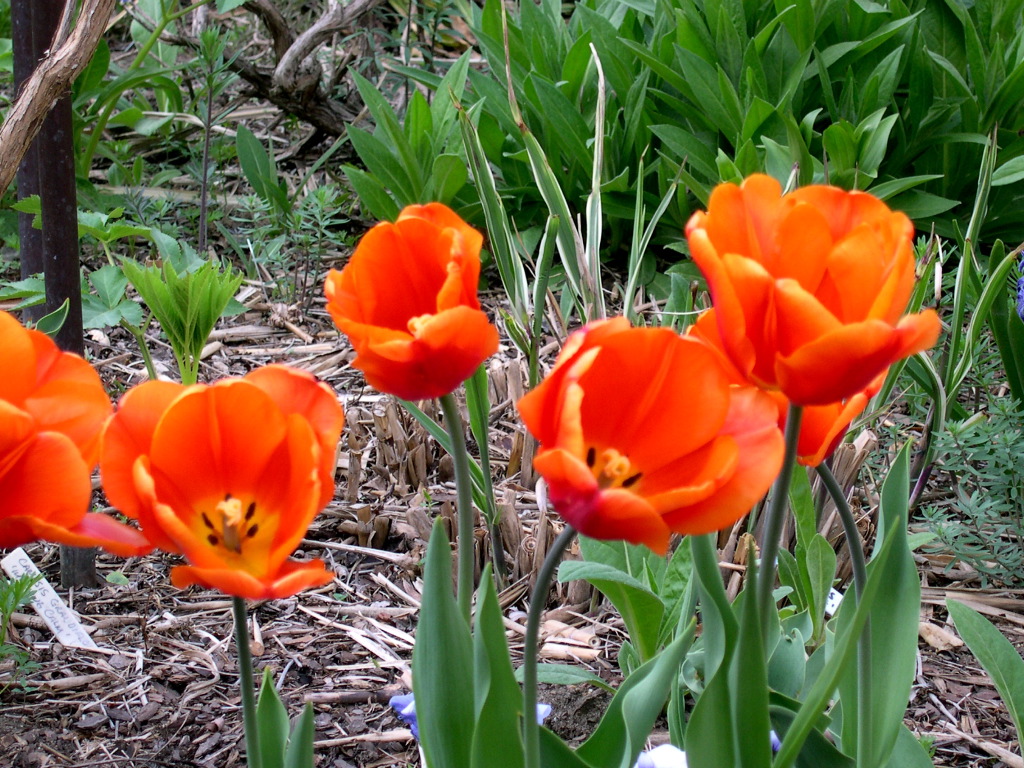 Washington D.C. - The Mall - Smithsonian Garden 8