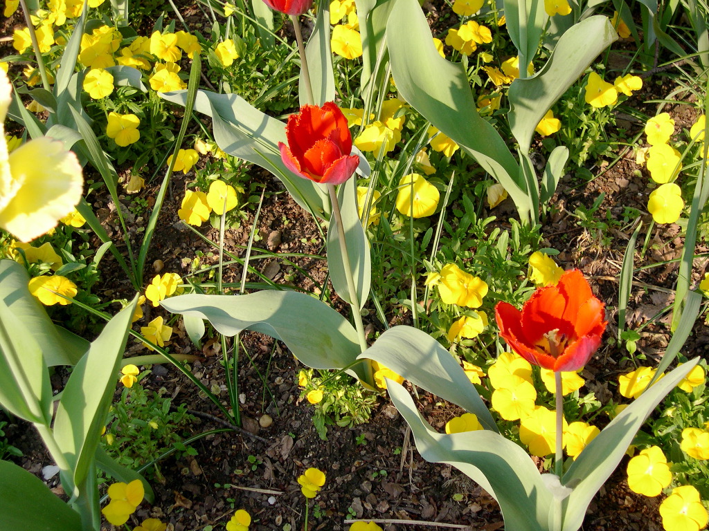 Washington D.C. - The Mall - Smithsonian Garden 13