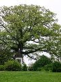 Charlottesville - Ash Lawn - Massive (Old!) Tree on Property