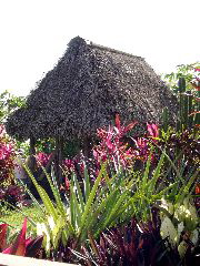 Palm-Roofed Hut