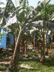 Banana Trees